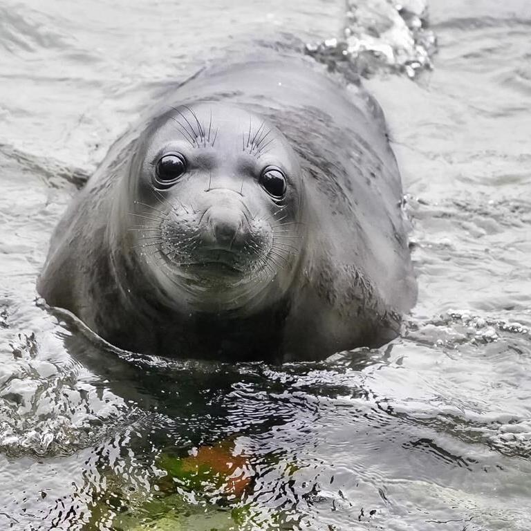 Elephant seal Emerson extends Victoria city break, defying relocation with 200km swim